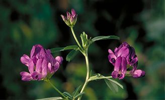 fiore di erba medica