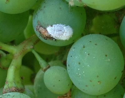 planococcus ficus su vite