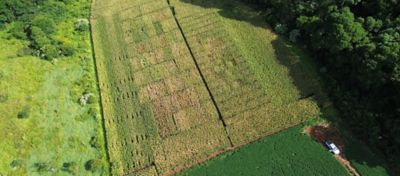 Já que cultivar milho em condições adequadas de fertilidade pode alavancar a produtividade da cultura, complementar o aporte de nitrogênio por meio da fixação biológica é uma estratégia poderosa. É neste cenário que o Utrisha™ N se posiciona. 