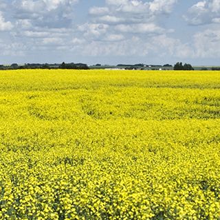 Canola field and blue sky