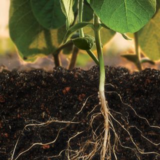 Plante de soja avec des racines