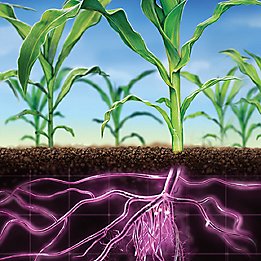 Corn plants with purple roots