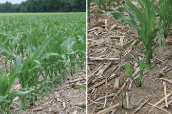 Provides up to 35-40 days of seedling protection