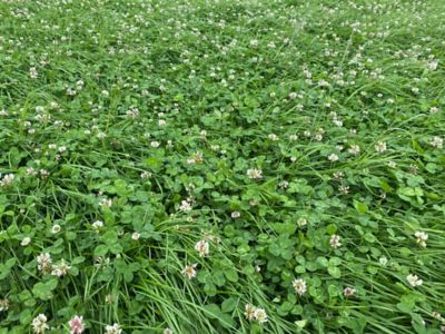 Clover