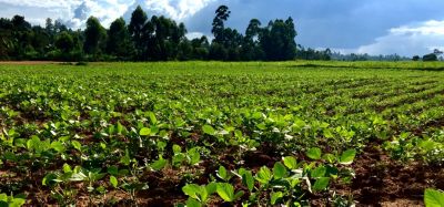 AMPATH and Corteva team Training Farmers to Adopt Soybean in Western Kenya