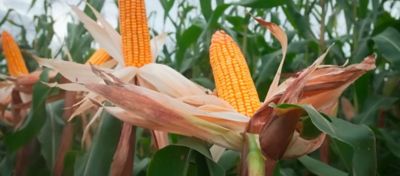 A escolha do híbrido de milho para silagem