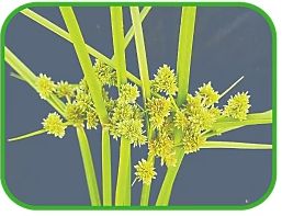 Cỏ lồng vực