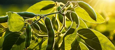 Planta de milho com pulgão nas folhas
