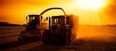 Planta de milho com pulgão nas folhas