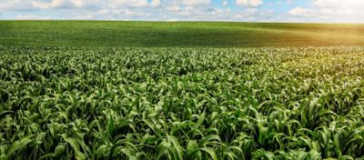 Planta de milho com pulgão nas folhas