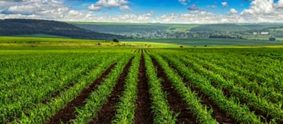 Planta de milho com pulgão nas folhas