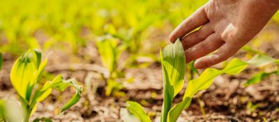 Planta de milho com pulgão nas folhas