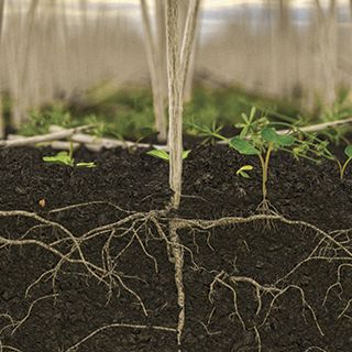 Stubble and roots with weeds