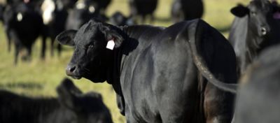 One black cow looking back