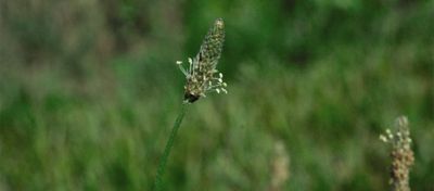 Buckthorn plantain seedheads