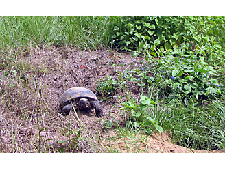 Tortoise crawling through field