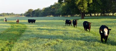 Nine cows walking in line