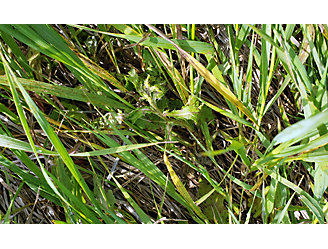Picture of green grass on North Dakota land