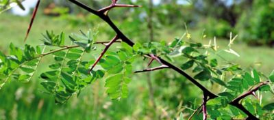 black locust tree thorns