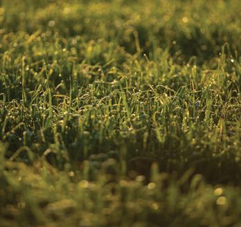 DuraCor treated grass