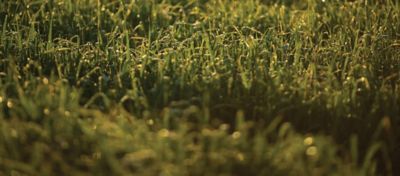 DuraCor treated grass