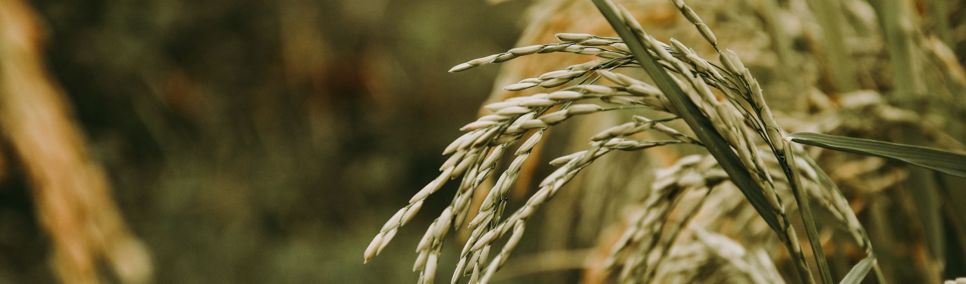 Banner de Arroz 2023