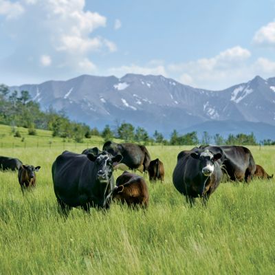 beef cattle in a pasture
