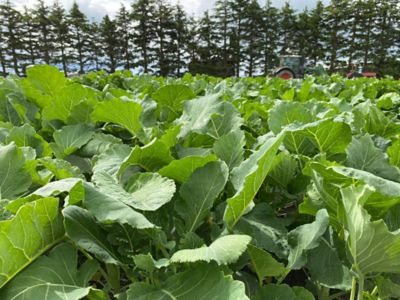 Crops protected with Jemvelva active supporting integrated pest management for Australian growers