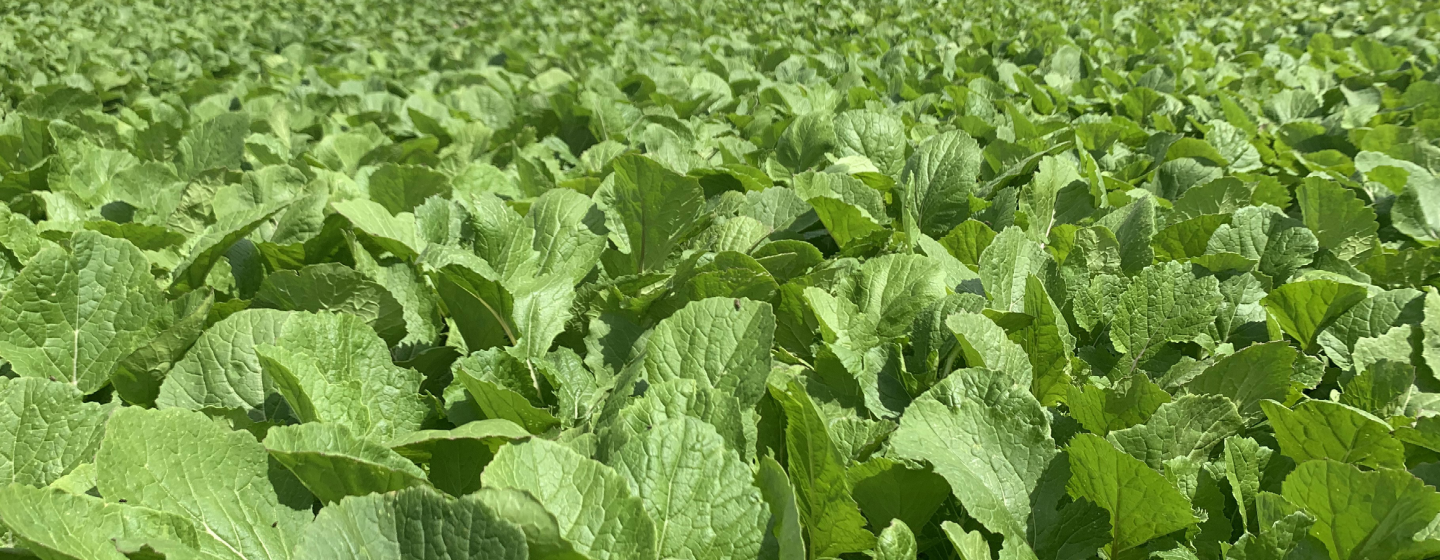 Brassica Crop