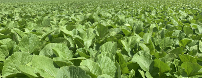 Brassica Crop