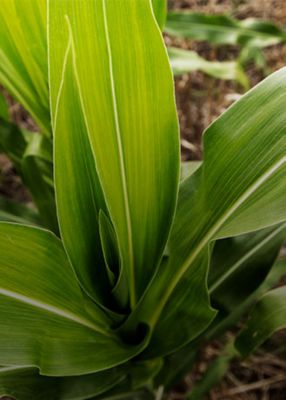 Primer plano de cultivo de maiz