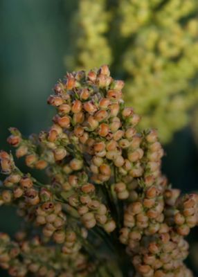 Primer plano de cultivo de sorgo