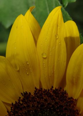 Primer plano cultivo de girasol