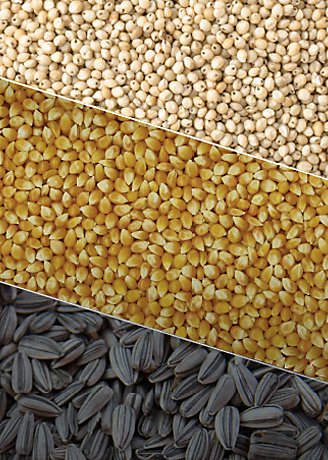Collage de las 3 semillas divididas por diagonales. Girazon, maíz y sorgo.