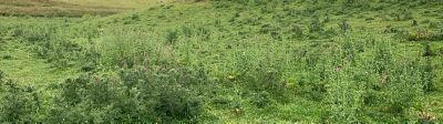 Thistles SugarBeet