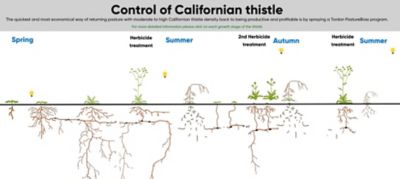 cali thistle chart