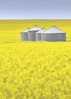 Canola Field 