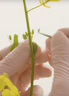 Tweezing canola