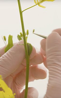 Tweezing canola