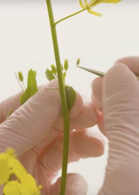 gloves holding tweezers and plucking canola plant