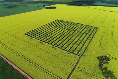 Canola Research Site in Wagga Wagga, NSW