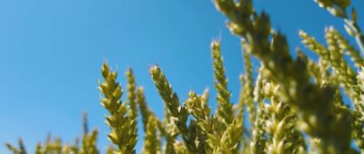 Wsparcie bardziej odpornej produkcji zbóż w Europie