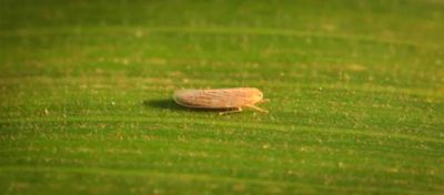 Cigarrinha na folha de milho