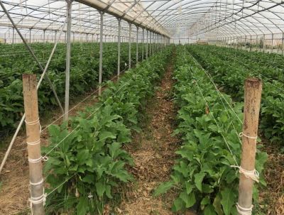 IMG_Cilia1_Qalcova_active_Global