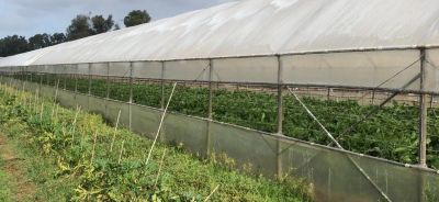 IMG_Cilia2_header_Global