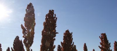 Assim como outras gramíneas, o sorgo está sujeito ao ataque de diversas pragas, sendo o pulgão uma das mais preocupantes devido ao seu elevado potencial de causar perdas econômicas - podendo comprometer 100% da produção.