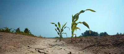 Lavoura de milho impactada pela seca