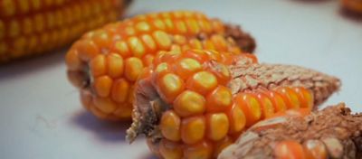 Espigas de milho com má formação