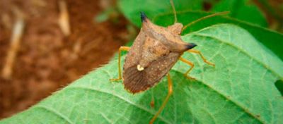 Percevejo-barriga-verde na lavoura