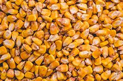 Corn. Revolutionized.